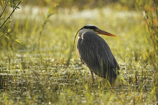 Grey heron (Ardea cinerea) older bird with long plumage lurking in the water for prey, Allg&auml;u, Bavaria, Germany