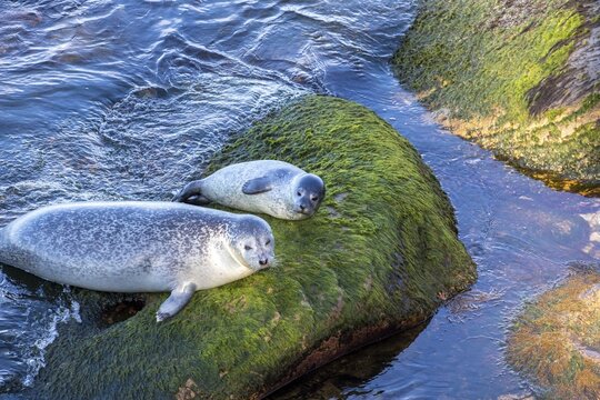 Harbor seal, phoca vitulina vitulina. Female seal and baby resting on a rock by the sea. Forillon national park. Province of Quebec. Canada