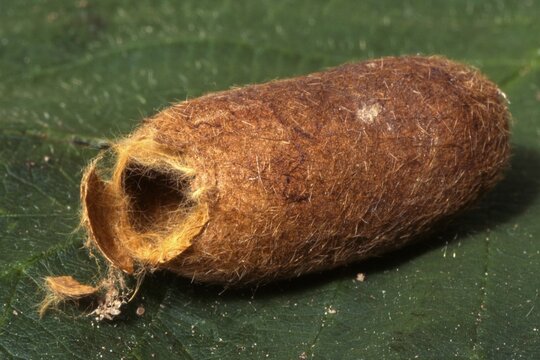 Oak Eggar (Lasiocampa quercus), Schwaz, Tyrol, Austria, Europe