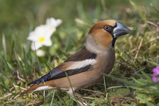 A male hawfinch (Coccothraustes coccothraustes) standing in a meadow with white and purple flowers, Baden- W&uuml;rttemberg, Germany