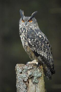 Eurasian eagle-owl (Bubo bubo), sitting on a tree, Czech Republic