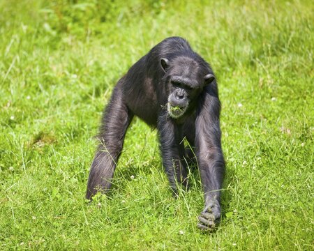 Western Chimpanzee or West African Chimpanzee (Pan troglodytes verus), feeding on grass, captive, Saxony, Germany