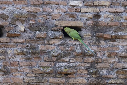 Ring-necked parakeet (Psittacula krameri) adult bird next to a hole in an ancient wall in the city, Rome, Italy