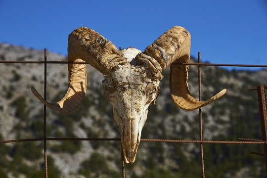 Niatos Plateau, skull of an animal with large horns hanging on a wire fence in front of a blue sky, near Askifou, Sfakia, West Crete, Crete, Greece