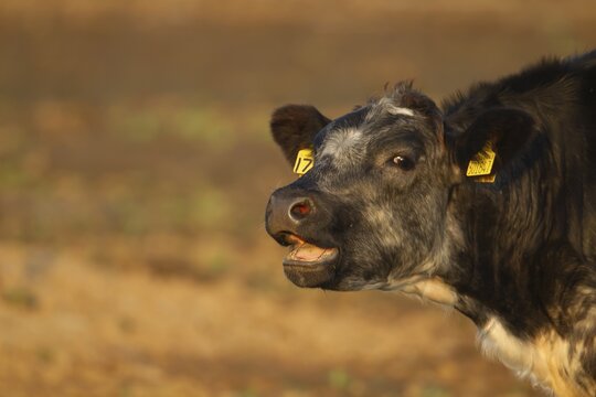 Domestic cattle or cow (Bos taurus) juvenile baby calf farm animal calling or mooing in a field, England, United Kingdom
