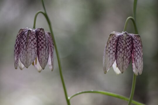 Snake's Head Fritillary (Fritillaria meleagris), Emsland, Lower Saxony, Germany