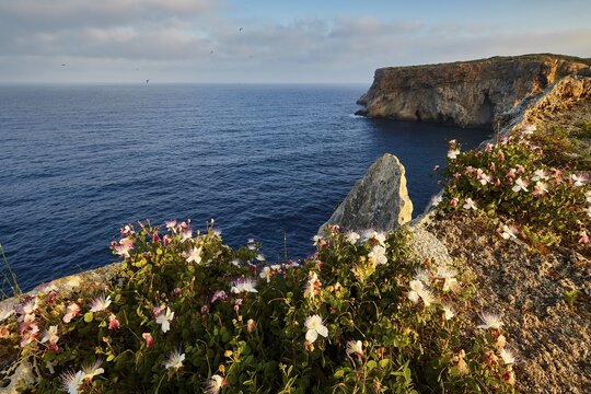 Caper flowers (Flos capparis), Blooming flowers on a cliff overlooking the calm coast, morning light, Tsichli Babas islet, Navarino Bay, Pylos, Peloponnese, Greece