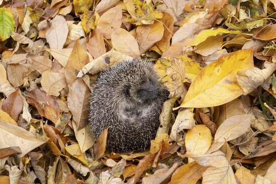 European hedgehog (Erinaceus europaeus) adult animal on fallen autumn leaves, England, United Kingdom