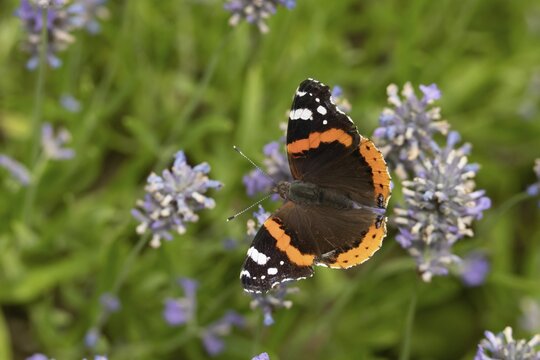 Red admiral butterfly (Vanessa atalanta) feeding on lavender flowers in a garden in summer, Norfolk, England, United Kingdom