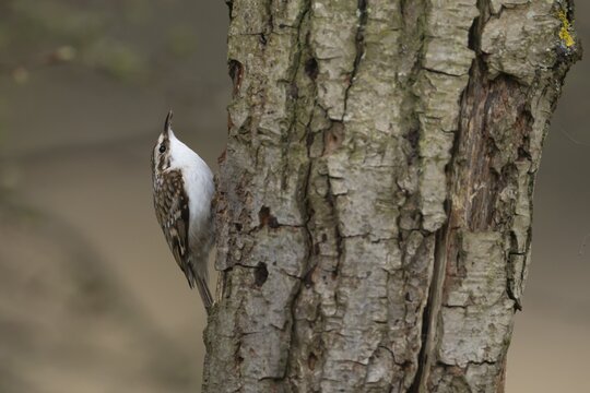 Eurasian treecreeper (Certhia familiaris) adult bird climbing up a tree trunk, England, United Kingdom