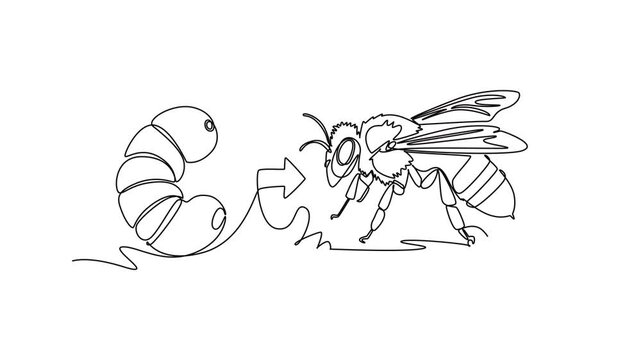 A bee transforms from a larva into an adult bee. Metamorphosis concept. Single line draw design. Full length animation illustration. High quality 4k footage