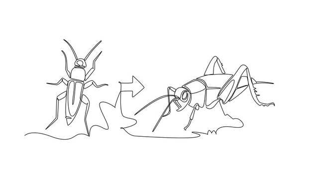 A cricket grows from a nymph into an adult cricket.Metamorphosis concept. Single line draw design. Full length animation illustration. High quality 4k footage
