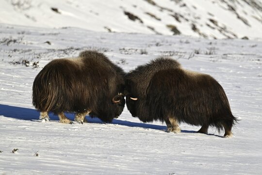Two musk oxen (Ovibos moschatus) duel head to head in the snow, Dovrefjell-Sunndalsfjella National Park, Norway