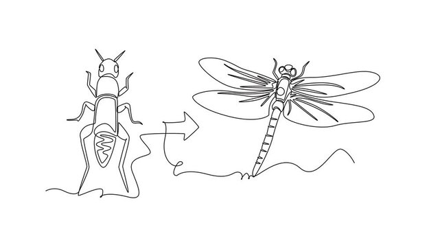 A dragonfly emerges from its nymph stage and becomes an adult.Metamorphosis concept. Single line draw design. Full length animation illustration. High quality 4k footage