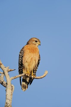 Red-shouldered Hawk (Buteo lineatus), Everglades National Park, Florida, USA