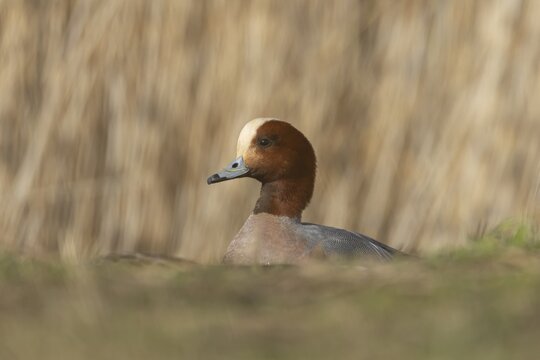 Eurasian wigeon (Mareca penelope) duck adult male bird on grassland, England, United Kingdom