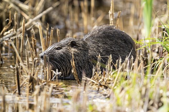 Nutria (Myocastor coypus), beaver rat, foraging in reeds, wildlife, Germany
