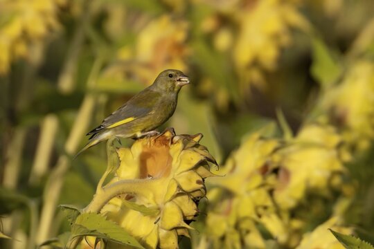 Eurasian greenfinch (Chloris chloris) adult garden bird feeding on sunflower seedhead seeds in autumn, England, United Kingdom