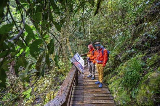 Young and older man reading information signs, on wooden path in dense forest, Graskop Gorge or Graskopkloof, Graskop, Mpumalanga, South Africa