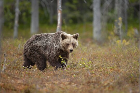 European brown bear (Ursus arctos) juvenile cub in a boreal forest, Suomussalmi, Karelia, Finland