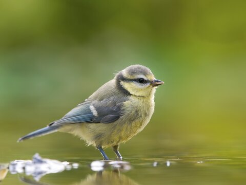 Blue tit (Cyanistes caeruleus) standing in shallow water, Solms, Hesse, Germany