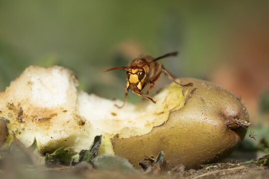 European hornet (Vespa crabro) adult insect on a fallen pear fruit in a garden in summer, England, United Kingdom