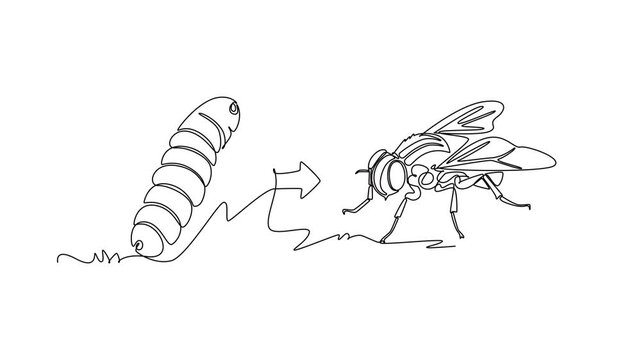 A fly emerges after completing its larval stage.Metamorphosis concept. Single line draw design. Full length animation illustration. High quality 4k footage