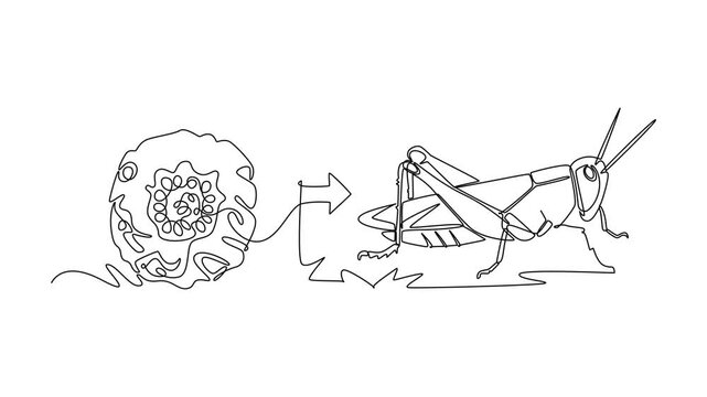A grasshopper develops from an egg into an adult insect.Metamorphosis concept. Single line draw design. Full length animation illustration. High quality 4k footage