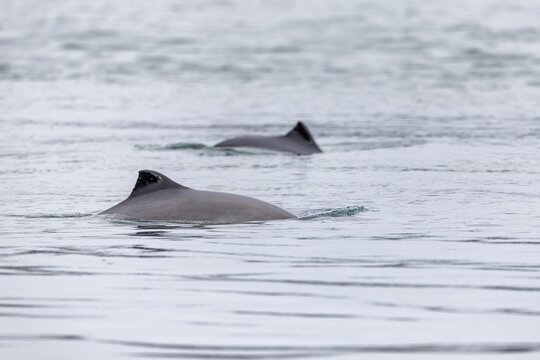 The Harbour porpoise (Phocoena phocoena) is a very small species of cetacean and, with a bit of luck, can be observed along the German North Sea and Baltic coasts, Denmark