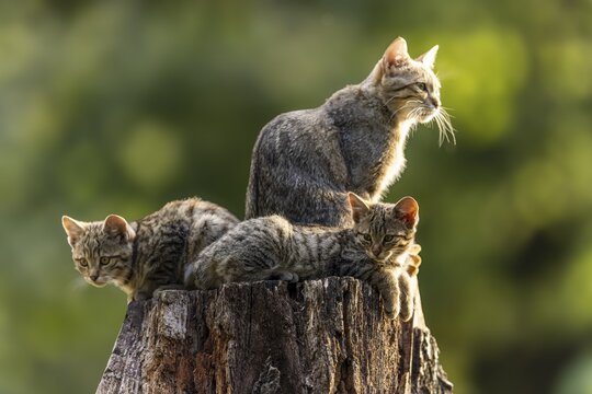 Mother cat and two kittens resting on a tree stump in the forest, wildcat (Felis silvestris), kitten, Germany
