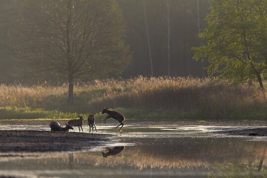 Two minutes ago I photographed a wolf (Canis lupus) hunting red deer (Cervus elaphus) at this exact spot and now I'm watching a deer calf jumping through the water full of joie de vivre and a wallowing red deer, fun, playing, pond landscape, October, Germany