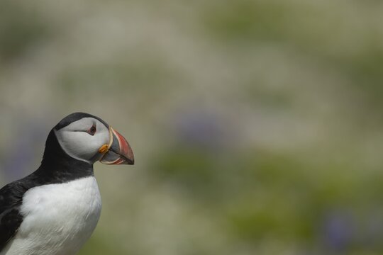 Atlantic puffin (Fratercula arctica) adult auk seabird bird head portrait in summer, Skomer island, Pembrokeshire, Wales, United Kingdom