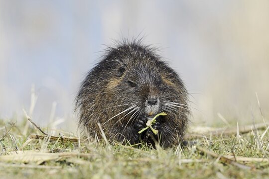 Nutria (Myocastor coypus) sits feeding on the lakeshore, neozoa in Germany, North Rhine-Westphalia, Germany
