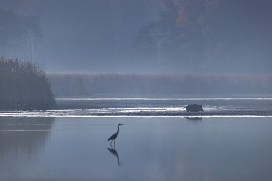 A wild boar (Sus scrofa) purposefully crosses a muddy area, while the herd still remains in front of a reed belt, a grey heron is also hunting fish in the first morning light, morning mist, mystical, Germany