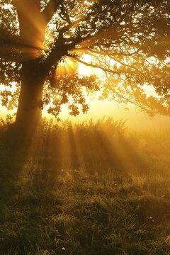 Oak in the morning mist in a meadow with dew, sunrise, sunbeams break through the foliage, Altmark, Saxony-Anhalt, Germany