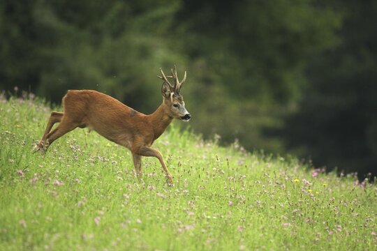 European roe deer (Capreolus capreolus) strong, abnormal buck jumps through a flower meadow on a hillside, Lower Austria, Austria
