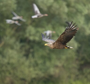 White-tailed eagle (Haliaeetus albicilla) in flight looking for food, startled grey geese (Anser anser) in flight, Lower Saxony, Germany