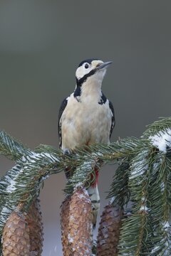 Great spotted woodpecker (Dendrocopus major) adult bird on a snow covered fir tree branch with pine cones in winter, England, United KIngdom
