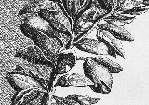 Lemons hanging on branches, detail title page, copper engraving or copper etching by Johann Christoph Volkamer or Volckamer, from N&uuml;rnbergische Hesperides oder gr&uuml;ndliche Beschreibung der Edlen Citronat, Citronen, und Pomerantzen-Fr&uuml;chte, Nuremberg 1708, 1714