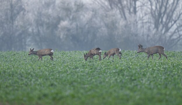 European roe deers (Capreolus capreolus), a group, a jump, in a field, wildlife, Thuringia, Germany