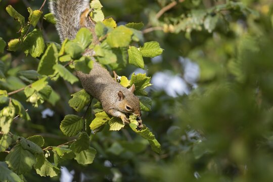 Grey squirrel (Sciurus carolinensis) adult mammal collecting hazelnut tree nuts in autumn, England, United Kingdom