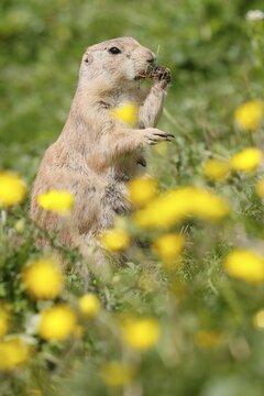 Black-tailed Prairie Dog (Cynomys ludovicianus) in a flowering meadow, Germany