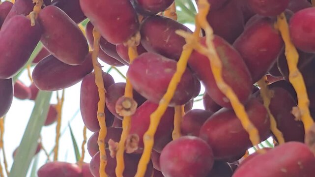 Fresh red dates hanging on palm tree branch, ripe organic date fruit cluster in garden, tropical agriculture and middle eastern harvest concept