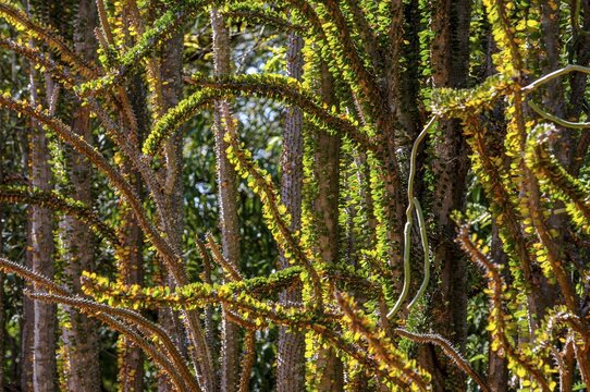 Spiny forest in the Berenty private reserve, southern Madagascar