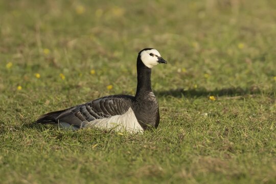 Barnacle goose (Branta leucopsis) adult bird sitting in a grass field, England, United Kingdom
