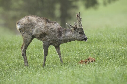 European roe deer (Capreolus capreolus) buck with shaggy winter coat and long, barely covered velvet horns at the feeding station in the meadow, velvet bursts open, sweeping begins, Allg&auml;u, Bavaria, Germany