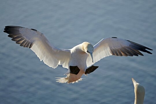 Northern gannet (Sula bassana) in flight, Helgoland Island, Schleswig-Holstein, wildlife, Germany