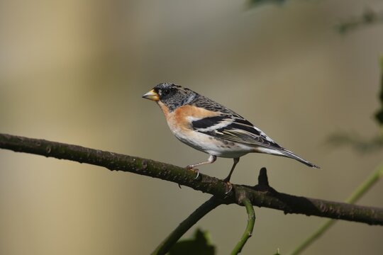 Brambling (Fringilla montifringilla) adult male bird on a Holly tree branch, England, United Kingdom