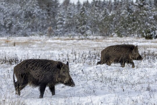 The boar tries to shield the rival from the wild boar (Sus scrofa), while the latter tries to find a way to the female, winter, snow, cold, intoxication, mating season, November, Denmark