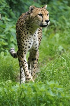 Sudan cheetah (Acinonyx jubatus soemmeringii), captive, walking, Germany